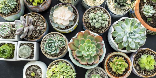 The most popular succulents that you should grow in your garden
