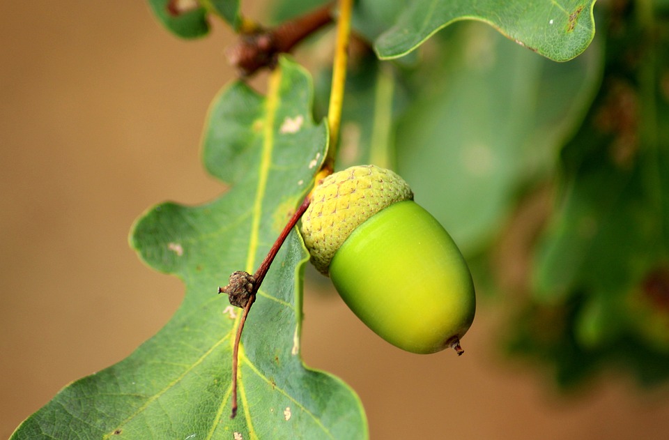 Acorns investment strategy for beginners